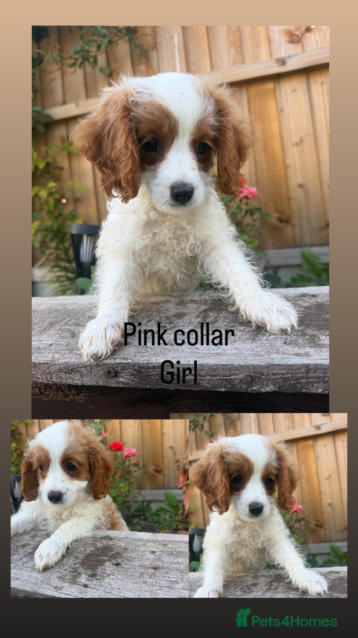 Cavapoo dogs Beautiful litter cavapoos  - Advert 2