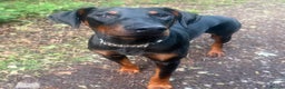 Dobermann dogs for sale: Duke 15 months old Doberman  - Advert 4