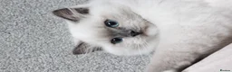 Ragdoll cats for sale: Beautiful Ragdoll Girl 🤍 - Advert 5
