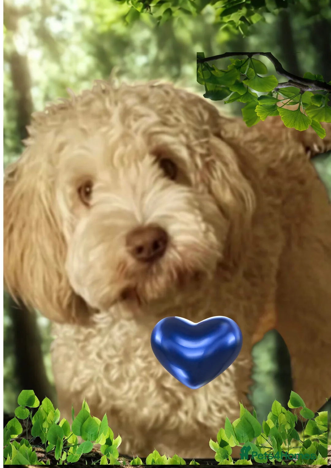 Australian Labradoodle dogs for stud: Handsome Proven Australian Labradoodle Stud 🌟 - Advert 2