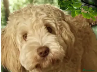 Australian Labradoodle dogs Handsome Proven Australian Labradoodle Stud 🌟 - Advert 18