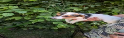 Jack Russell dogs for sale: Ready 10 weeks  Gorgeous bk & tan Jack Russel  - Advert 29