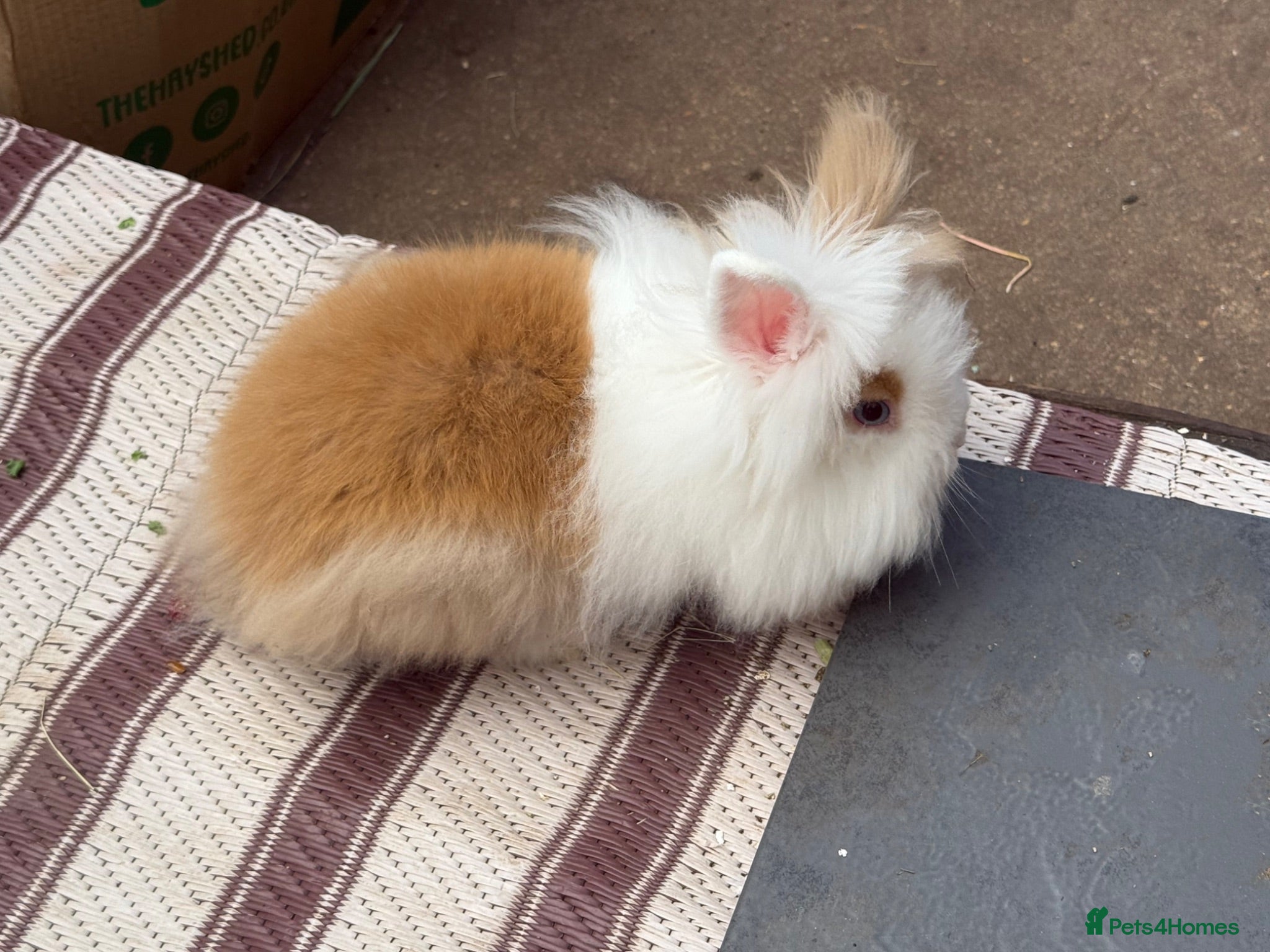 Angora rabbits 2 Bonded Does For Rehome - 5* homes only!!  - Advert 1