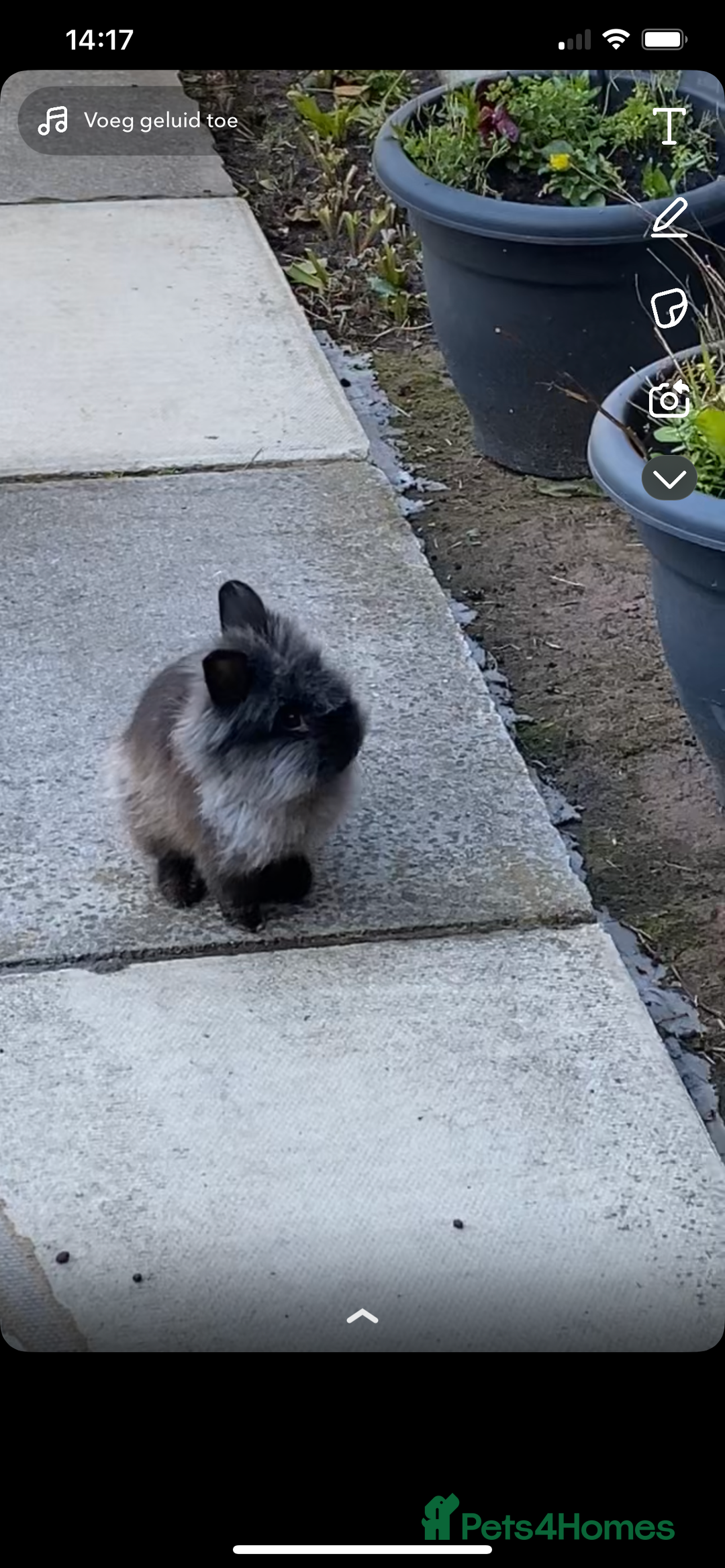 Lionhead rabbits for sale: Rabbit free - Image 3