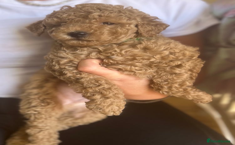 Maltipoo dogs - Advert 2