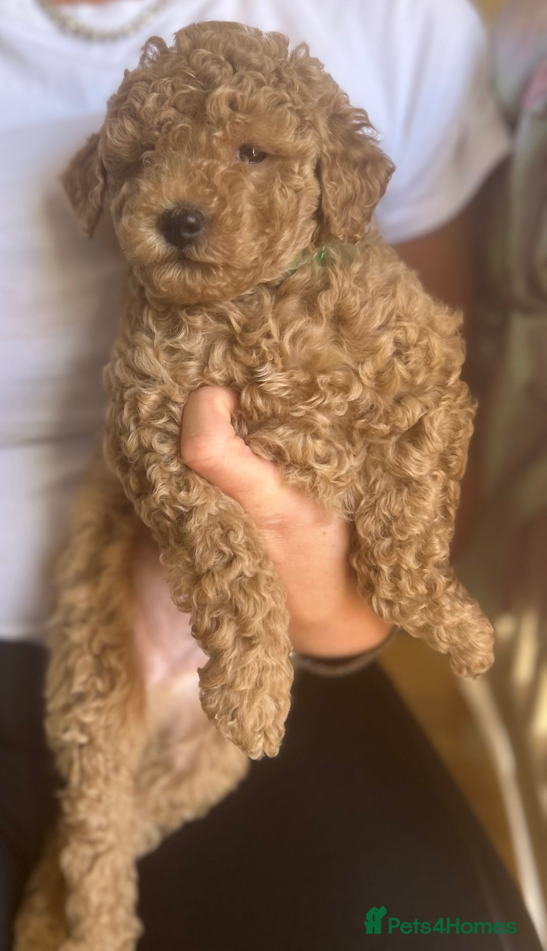 Maltipoo dogs for sale: Quality Maltipo’s wanting forever homes  - Image 1