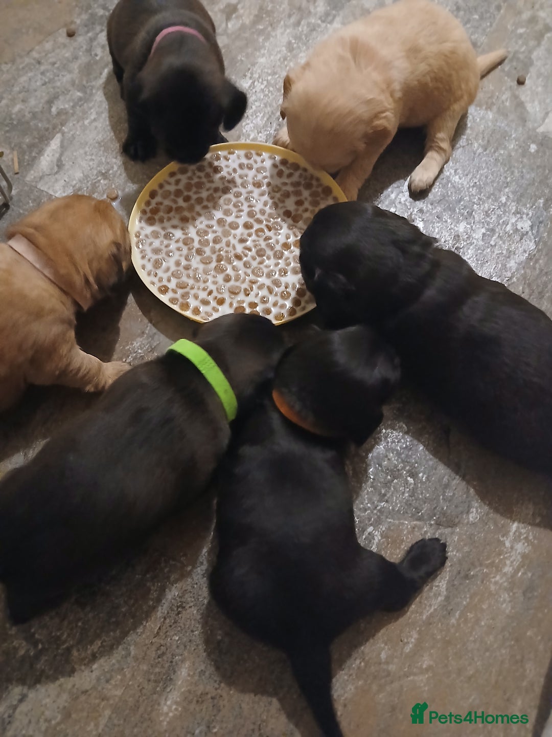 Mixed Breed dogs for sale: 2 pups left  - Advert 15