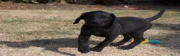Labrador Retriever dogs for sale: KC reg black bitch . Health tested parents. - Advert 5