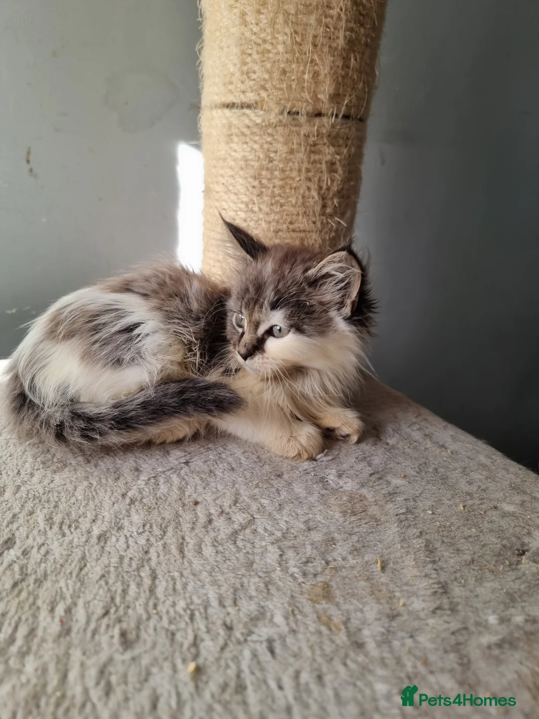 Maine Coon cats for sale: 2 litters of Maine Coon - Advert 20
