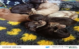 Cocker Spaniel dogs for sale: Show type Cocker spaniel puppy's KCR - Image 12