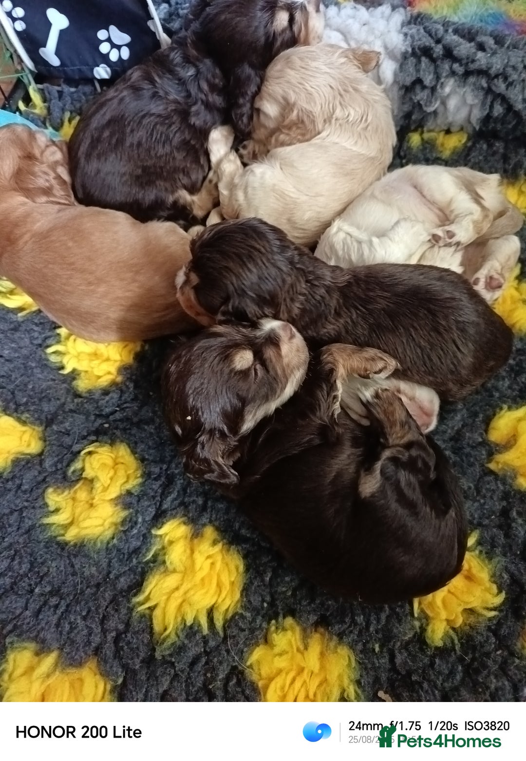 Cocker Spaniel dogs for sale: Show type Cocker spaniel puppy's KCR - Image 12
