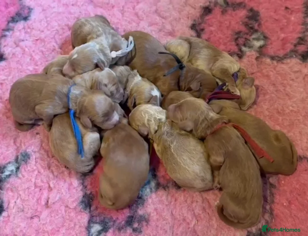 Australian Labradoodle dogs for sale: Therapy Dog Breeder - Advert 7