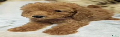 Toy Poodle 8