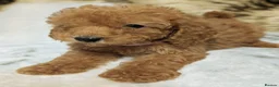 Toy Poodle dogs for sale: Stunning DNA Clear Toy Mini Poodle Puppies  - Advert 36