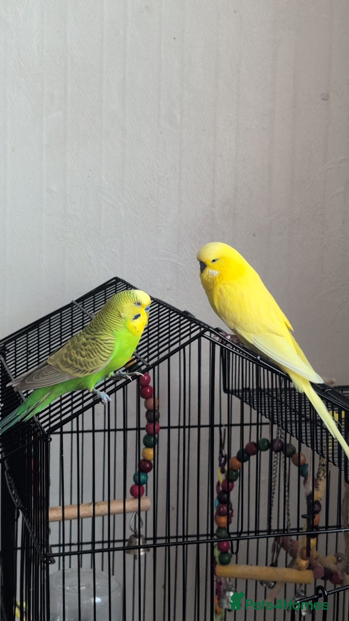 Budgerigars birds 2 Beautiful Budgies with Cages & Toys - Advert 2