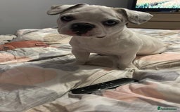 French Bulldog dogs for sale: French bulldog with blue husky coy - Advert 5