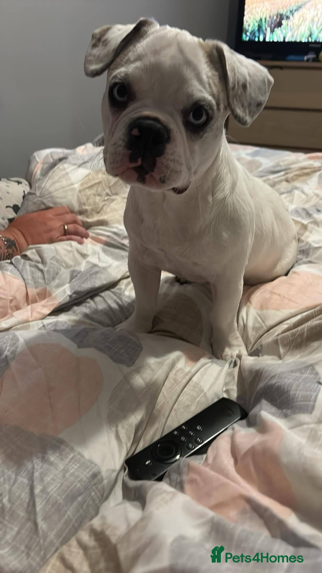 French Bulldog dogs for sale: French bulldog with blue husky coy - Advert 5