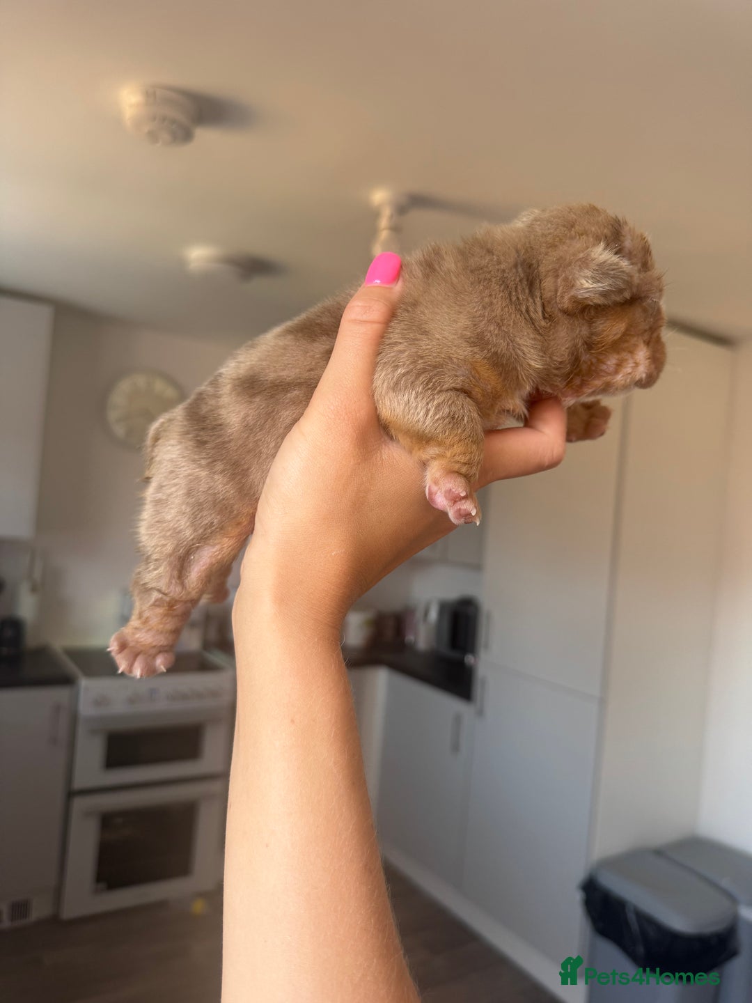 English Bulldog dogs for sale: Beautiful chunky English bulldogs - Image 5