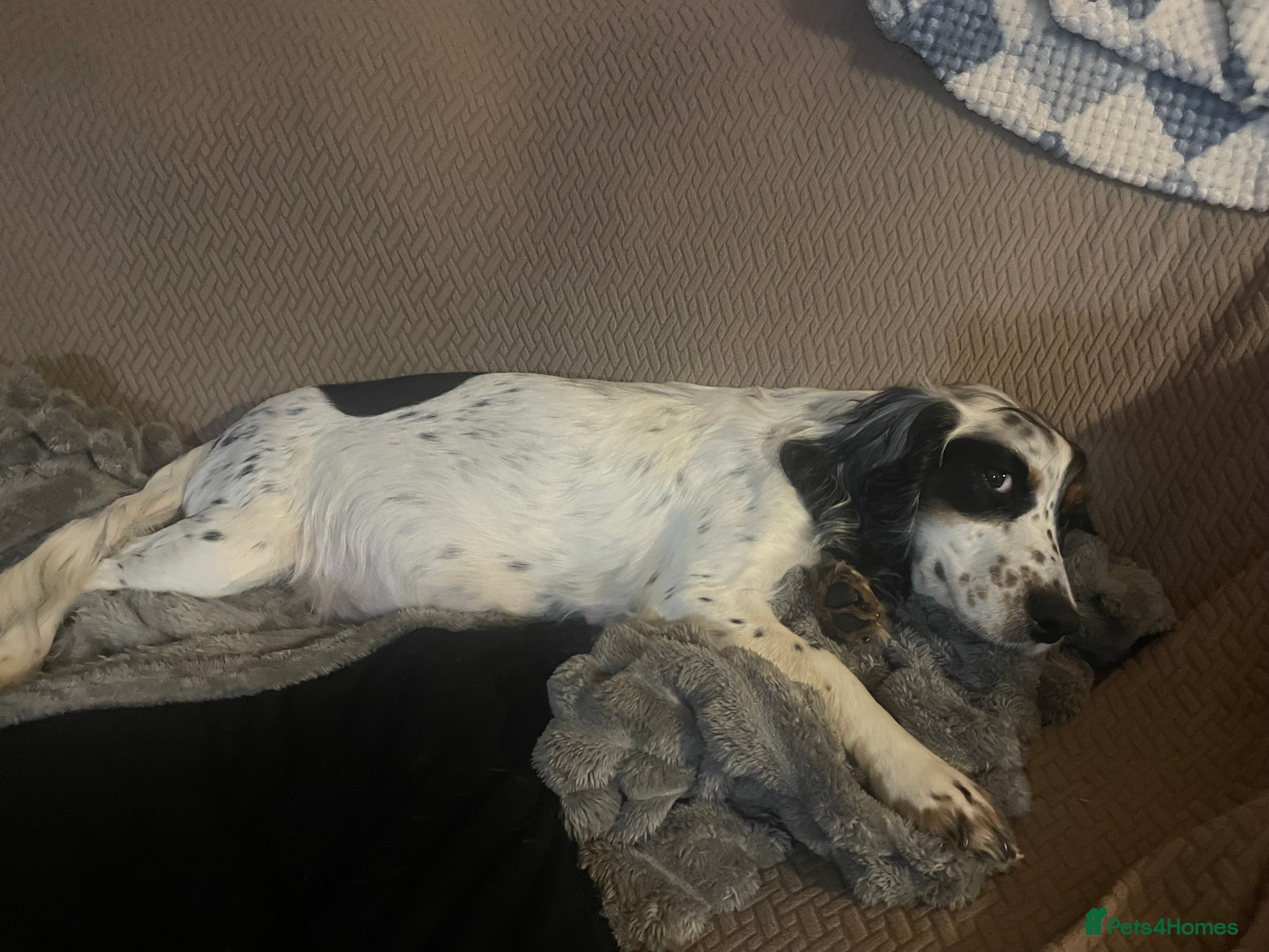 Cockapoo dogs Cocker spaniel x F1B cockapoo - Advert 7