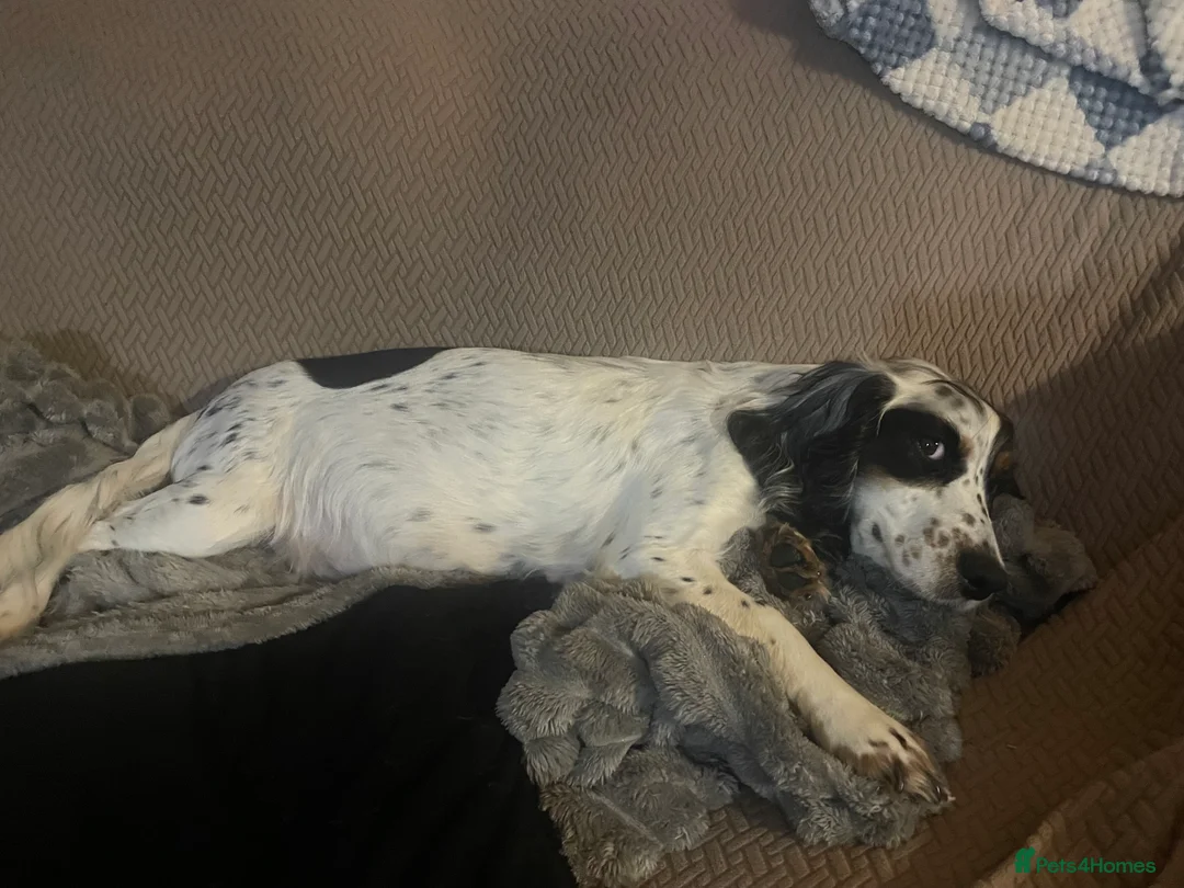 Cockapoo dogs for sale: Cocker spaniel x F1B cockapoo - Advert 2