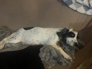 Cockapoo dogs Cocker spaniel x F1B cockapoo - Advert 1