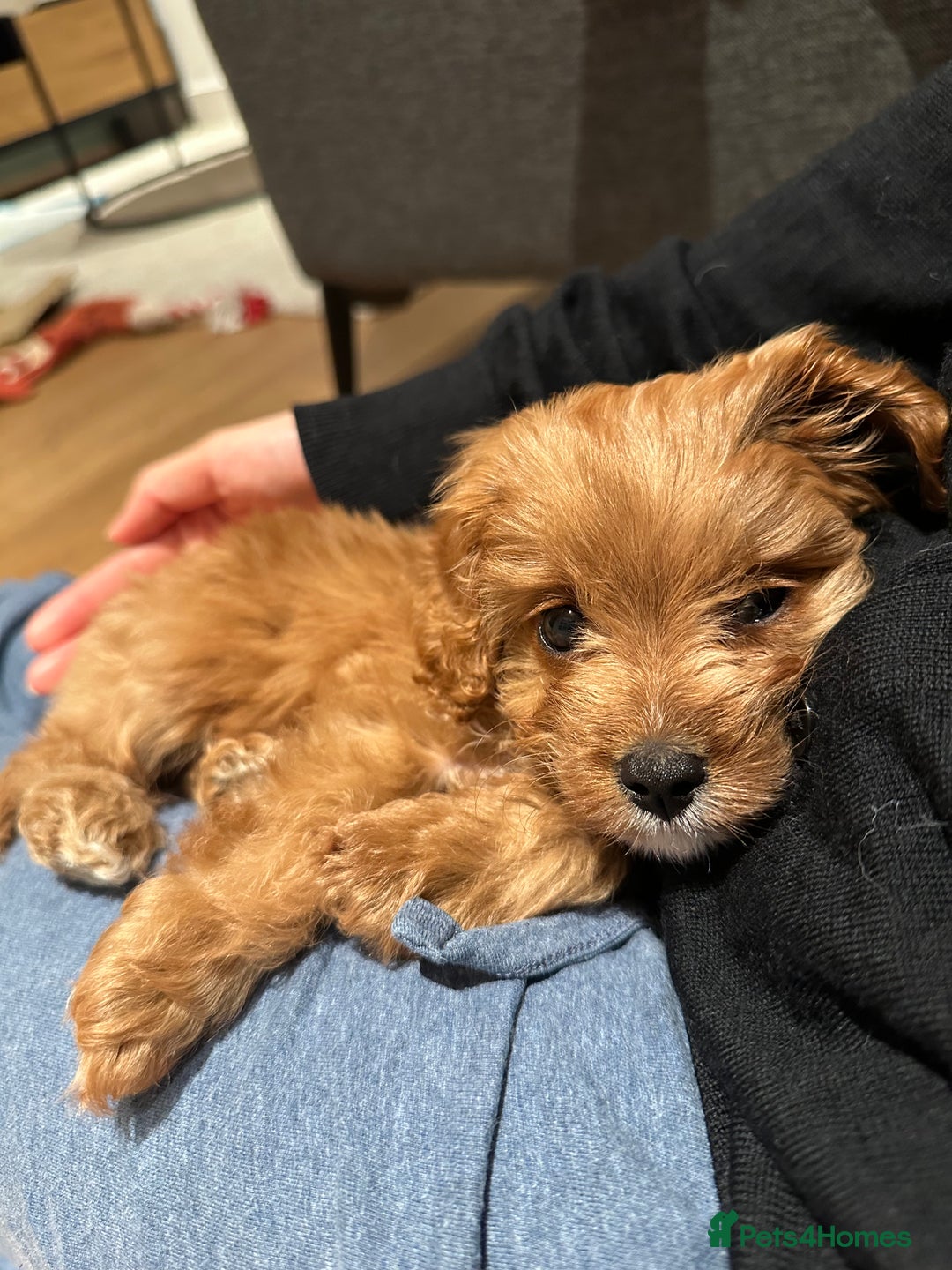 Cavapoo dogs for sale: F1 Toy Cavapoo girl puppy beautiful lapdog - Advert 8