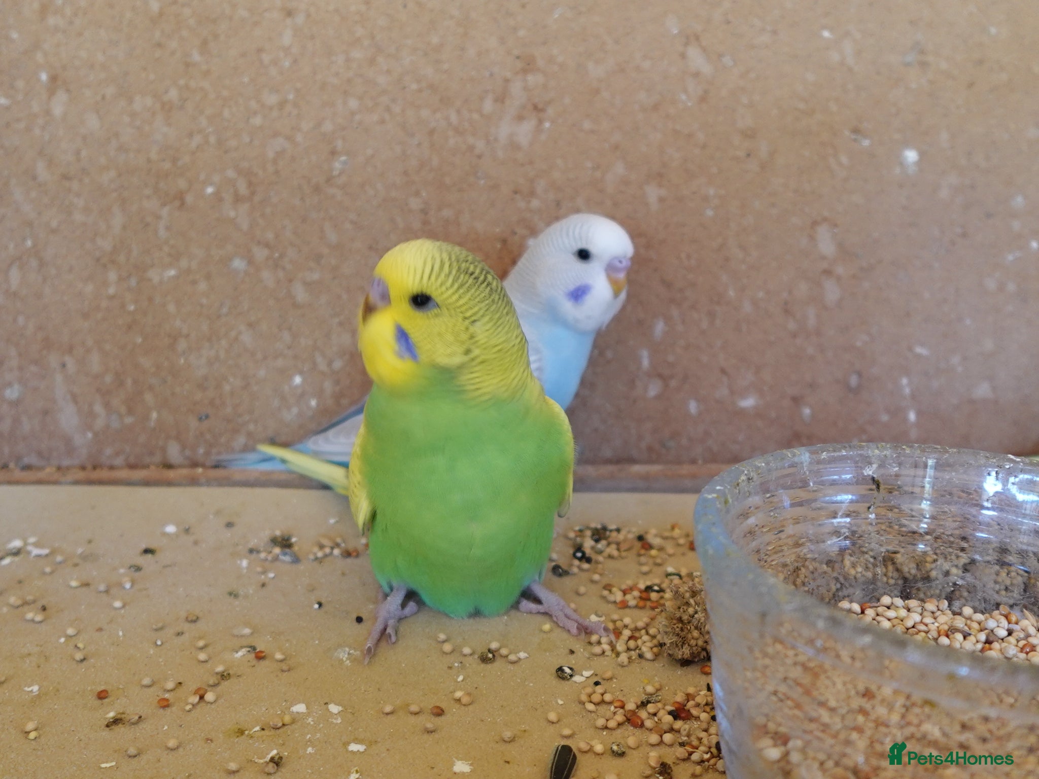 Budgerigars birds Baby Budgies For Sale. Born In May - Advert 2