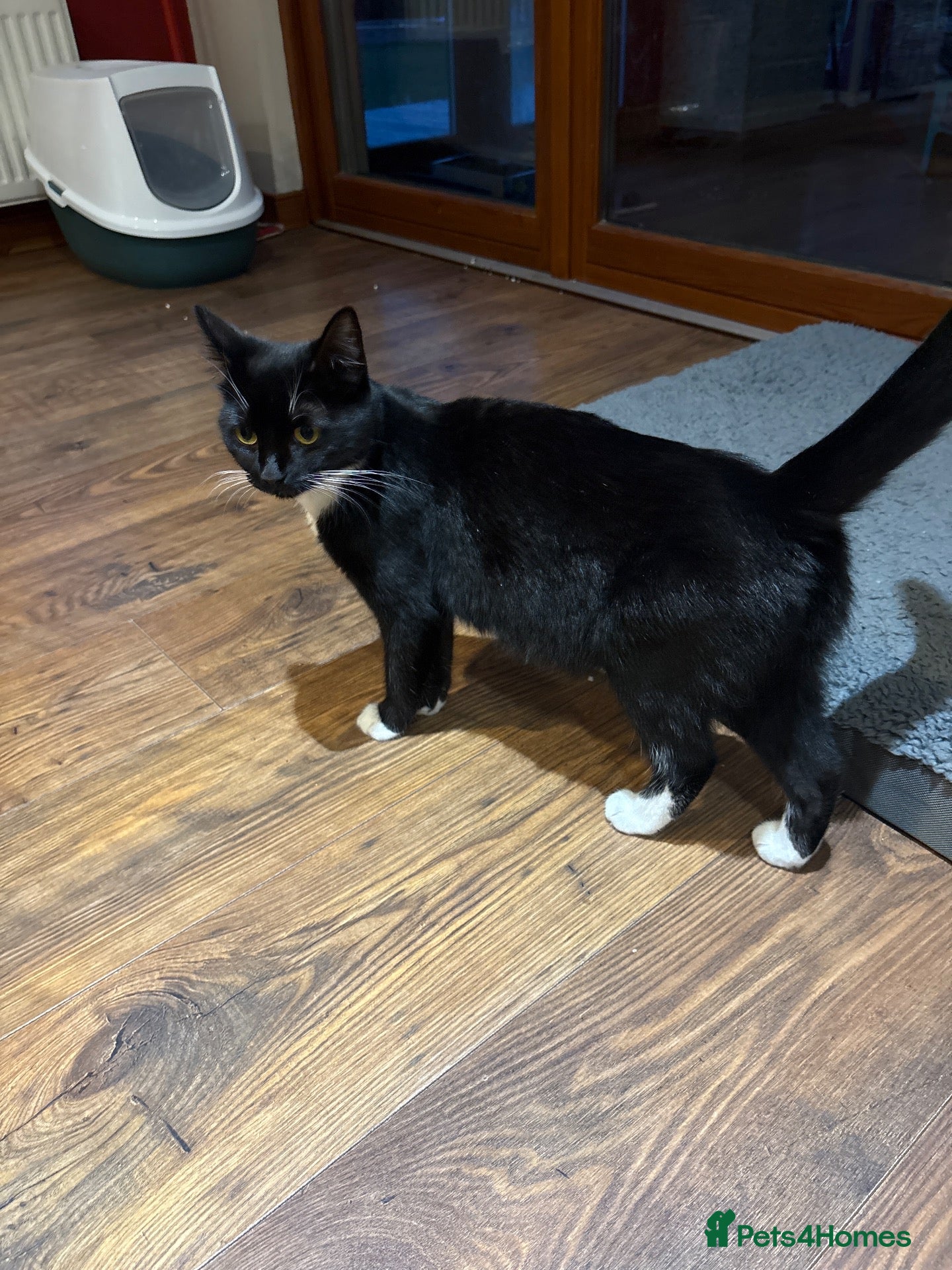Mixed Breed cats Female kittens  - Advert 13