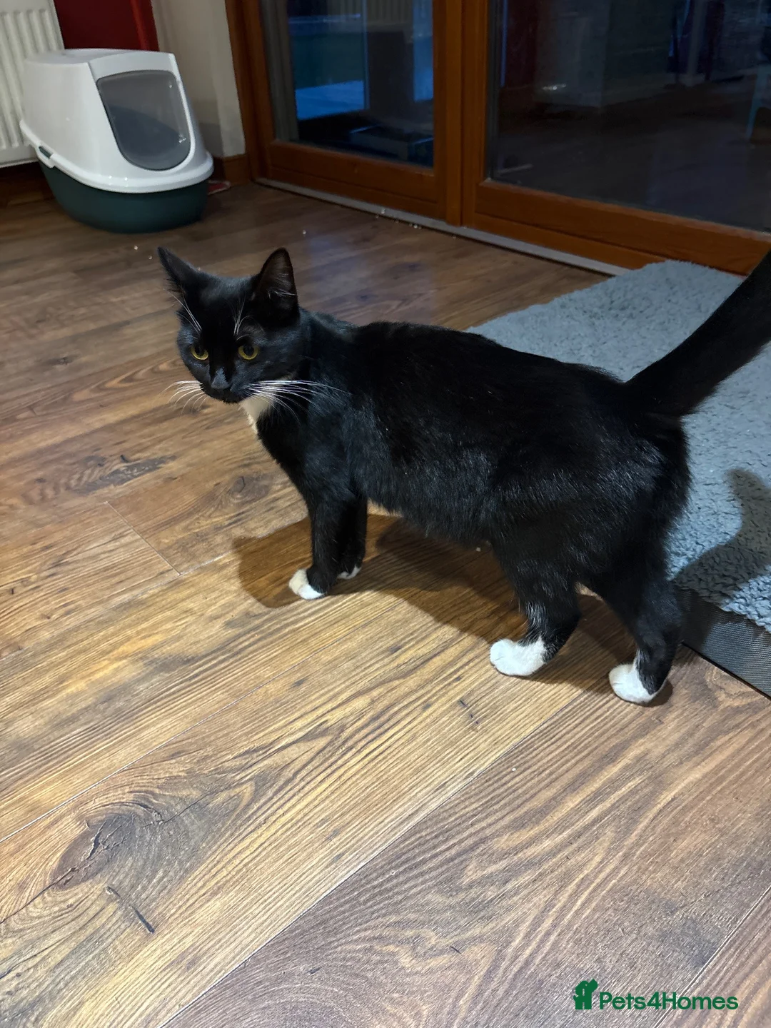 Mixed Breed cats for sale: Female kittens  in Keith - Advert 1