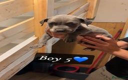 Mixed Breed dogs for sale: Cane Corso x Pocket Bully - Image 15