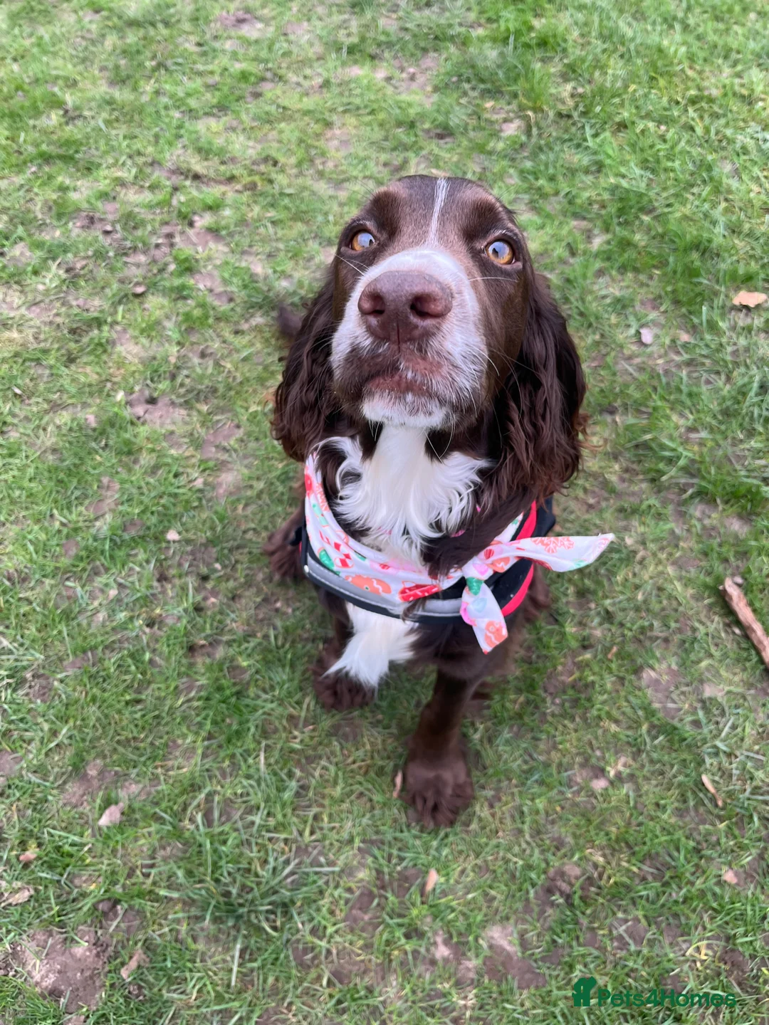 Cocker Spaniel dogs for sale: Coco  - Advert 3