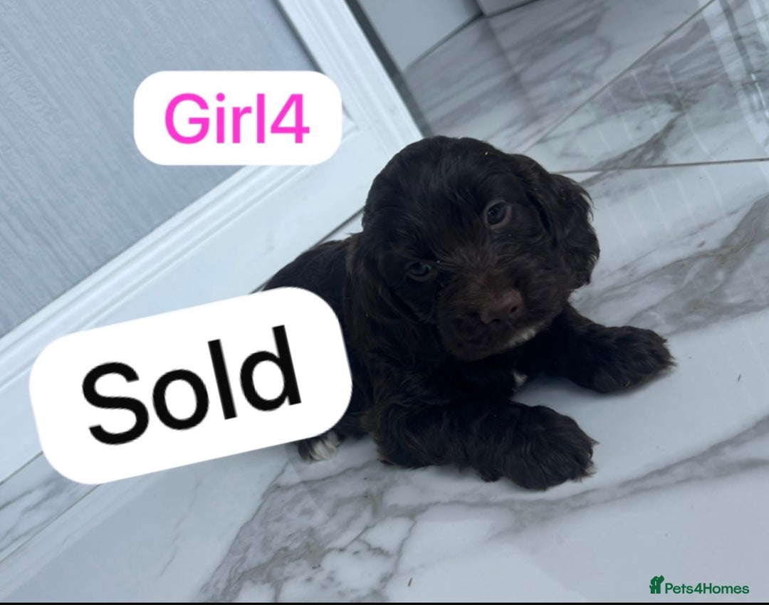 Cockapoo dogs for sale: F1B puppies - Image 6