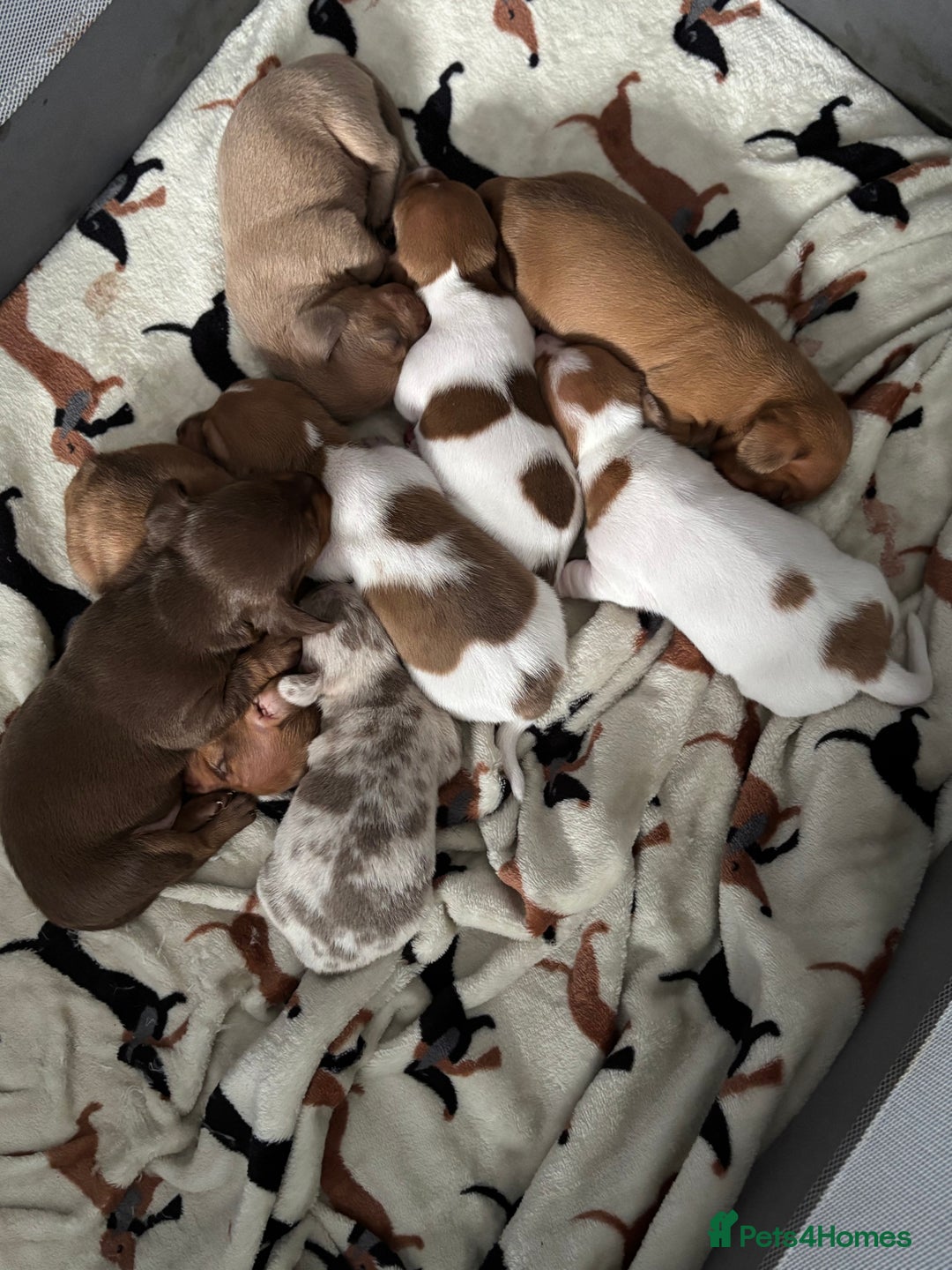 Miniature Dachshund dogs for sale: Stunning mini sausages  - Image 14