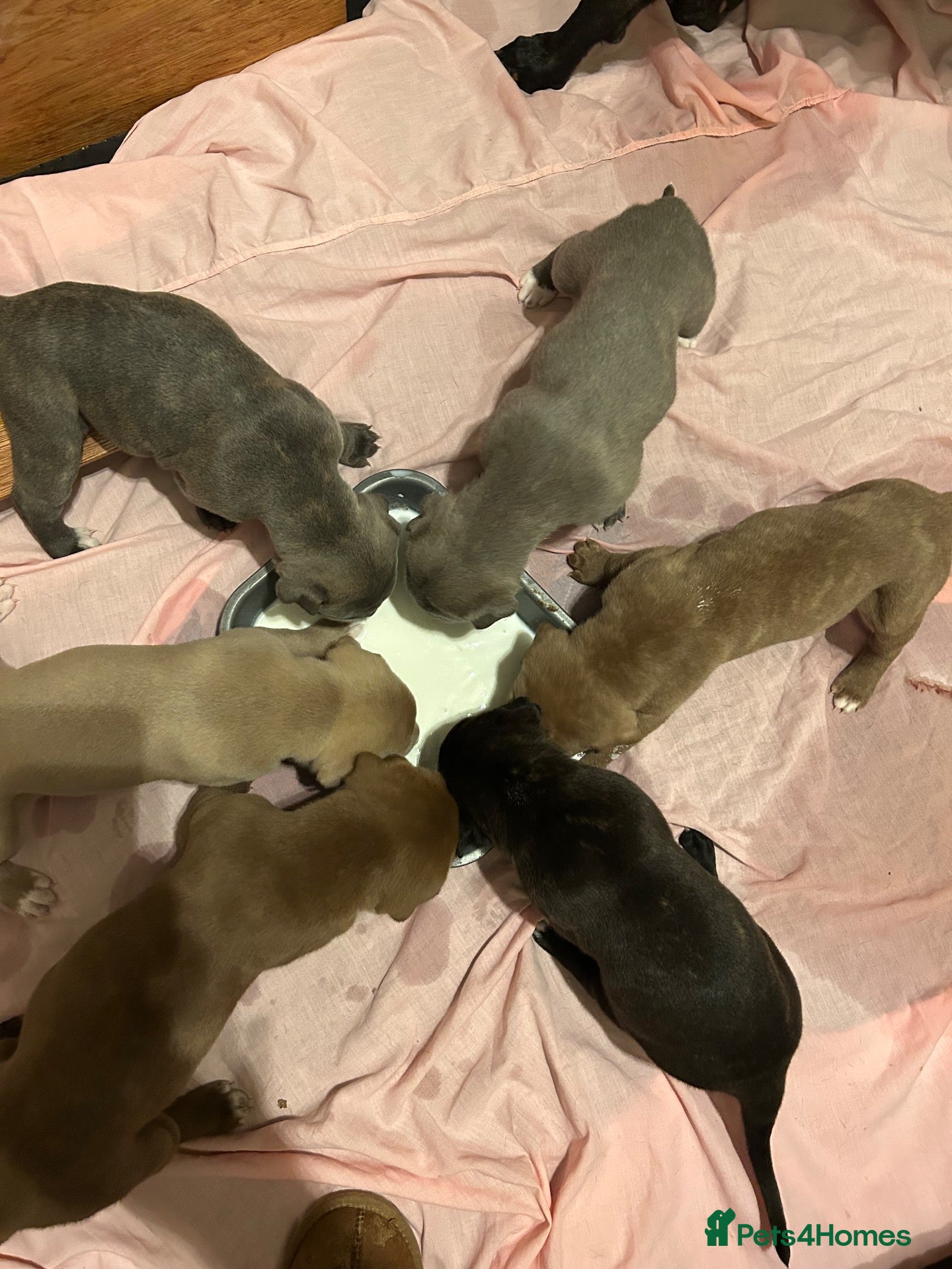 Mixed Breed dogs Stafford bull terrier cross lurcher - Advert 1