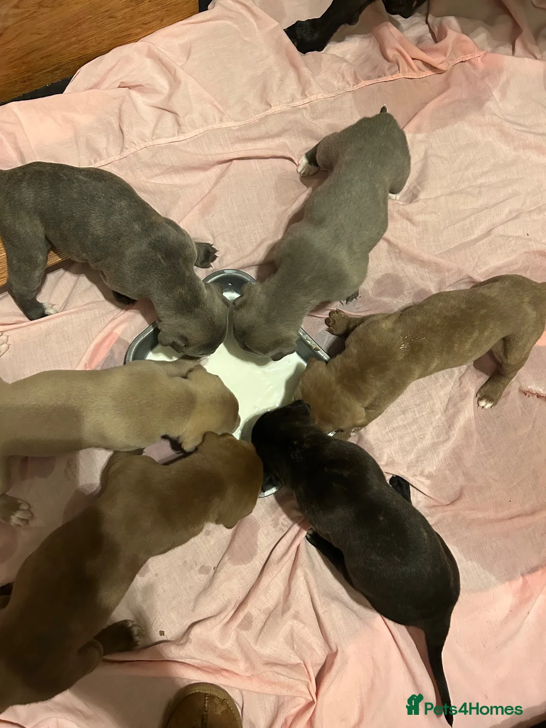 Mixed Breed dogs for sale: Stafford bull terrier cross lurcher in Chesterfield - Advert 1
