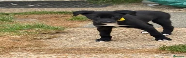 Whippet 2
