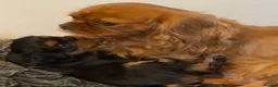 Cavalier King Charles Spaniel dogs for sale: Chocolate carrier’s 🤎 kc registered  - Advert 2