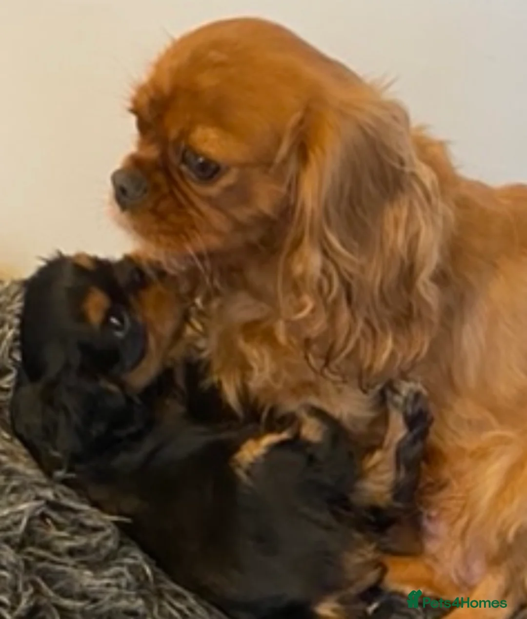 Cavalier King Charles Spaniel dogs for sale: Chocolate carrier’s 🤎 kc registered  - Advert 2