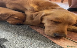 Mixed Breed dogs for sale: 3/4 Red Labrador 1/4 Golden Retriever  - Image 2