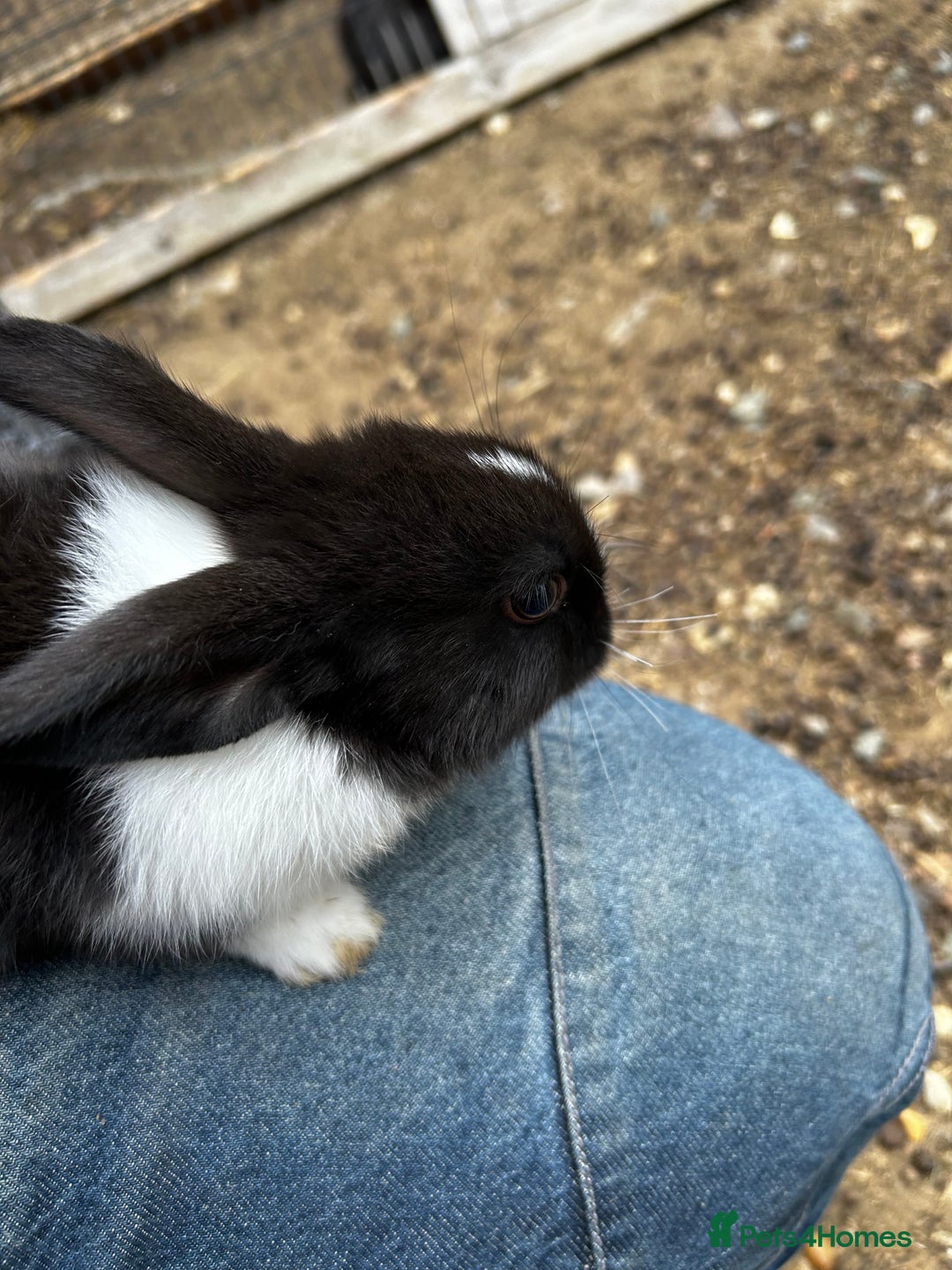 Dutch rabbits for sale: Beautiful Dutch Rabbits for sale - Image 7