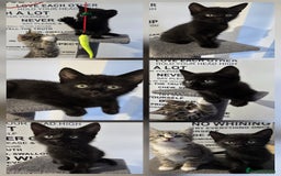 Mixed Breed cats for sale: Sweet little Girls - Image 3