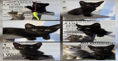 Mixed Breed cats - Advert 5