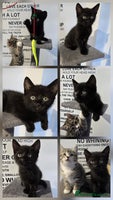 Mixed Breed cats - Advert 12