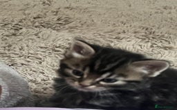 Mixed Breed cats for sale: Beautiful Kittens for sale - Image 4