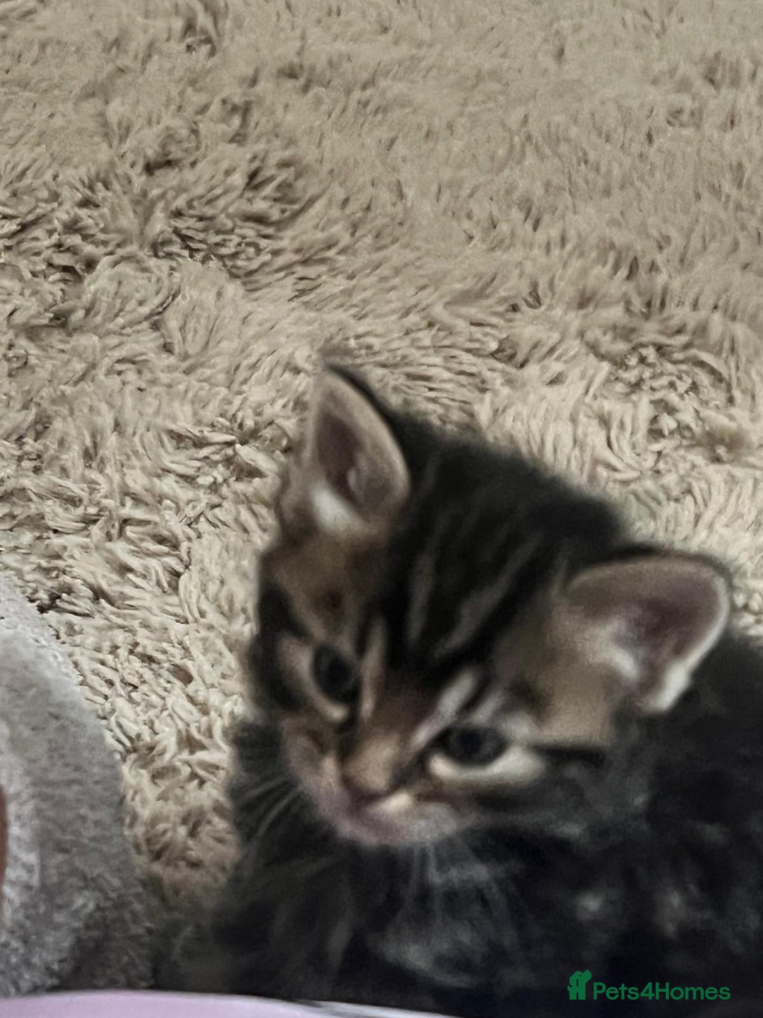 Mixed Breed cats for sale: Beautiful Kittens for sale - Image 4