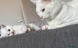 Mixed Breed cats for sale: 4 kittens ready for their new forever homes🏠 - Image 3