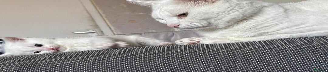 Mixed Breed Kitten 1