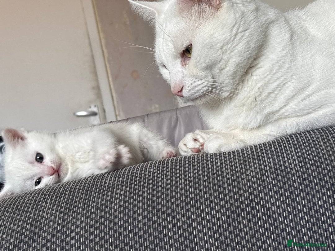 Mixed Breed cats for sale: 4 kittens ready for their new forever homes🏠 - Image 3