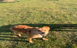 Border Collie dogs for sale: Cooper & Peach  - Image 3