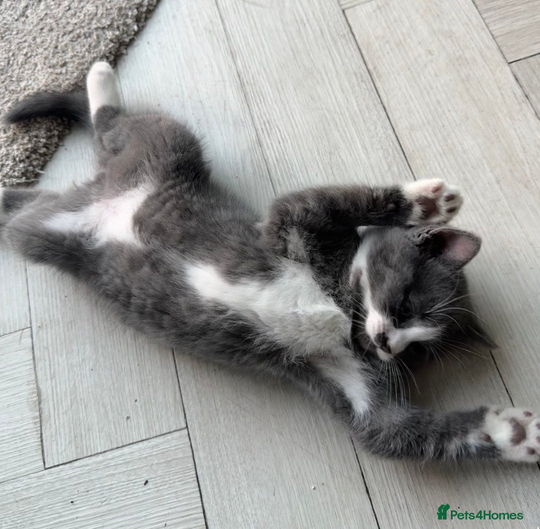 British Shorthair cats for sale: Blue British short-hair kittens - Advert 15